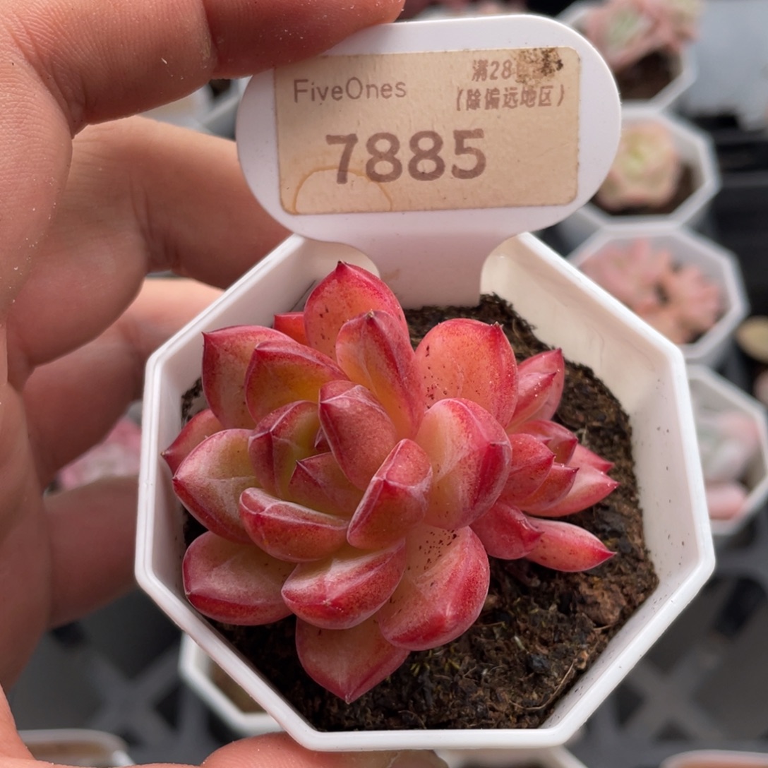 黑武士7885-5.5厘米