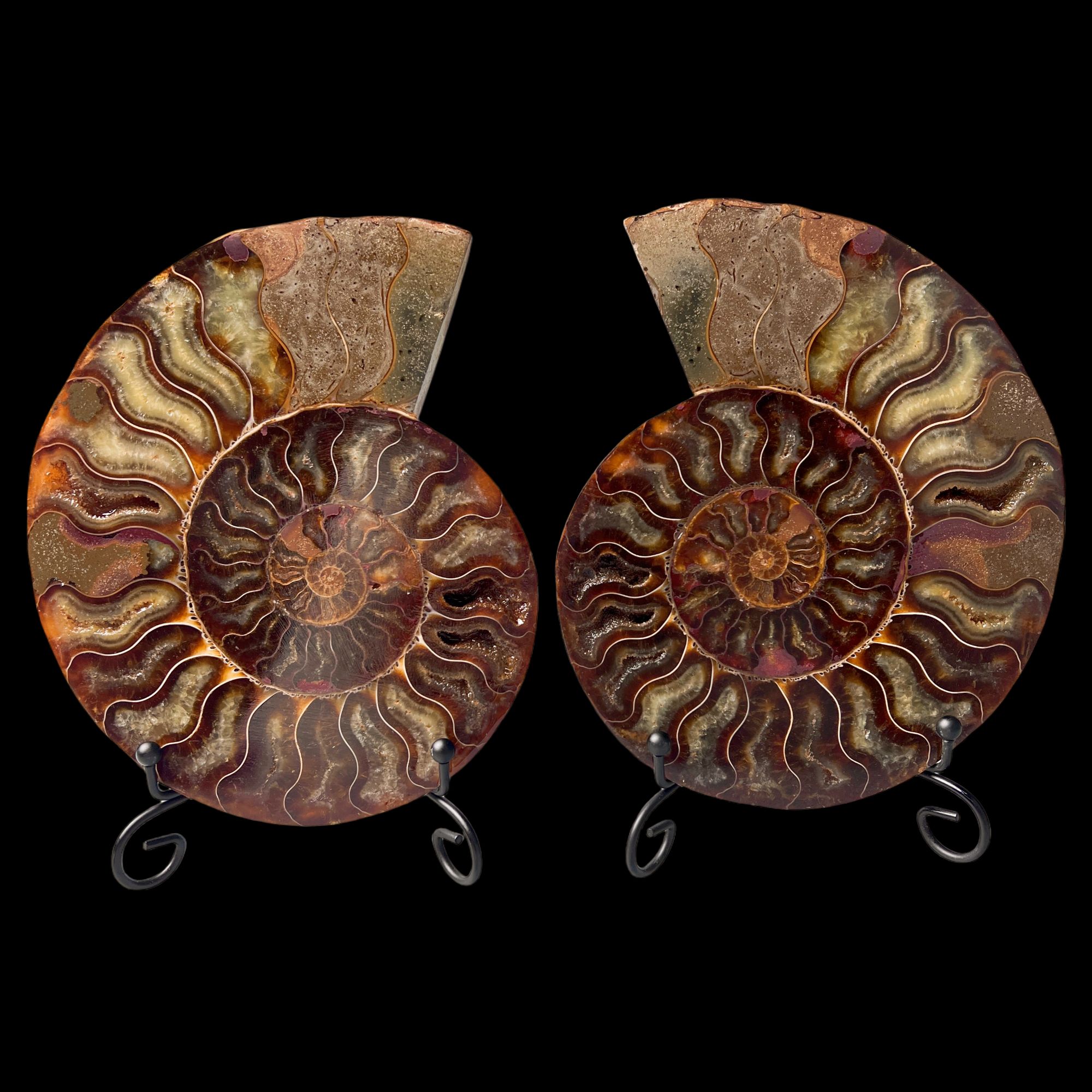 【 叶菊石（ 切片摆件 ）】尺寸155.4mm 玉化 马达加斯加 古贝壳 F1