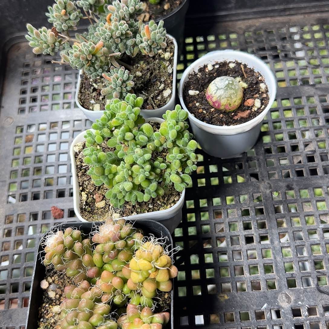 多肉套餐福利上车
