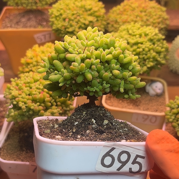 无花朵695金桔糖球