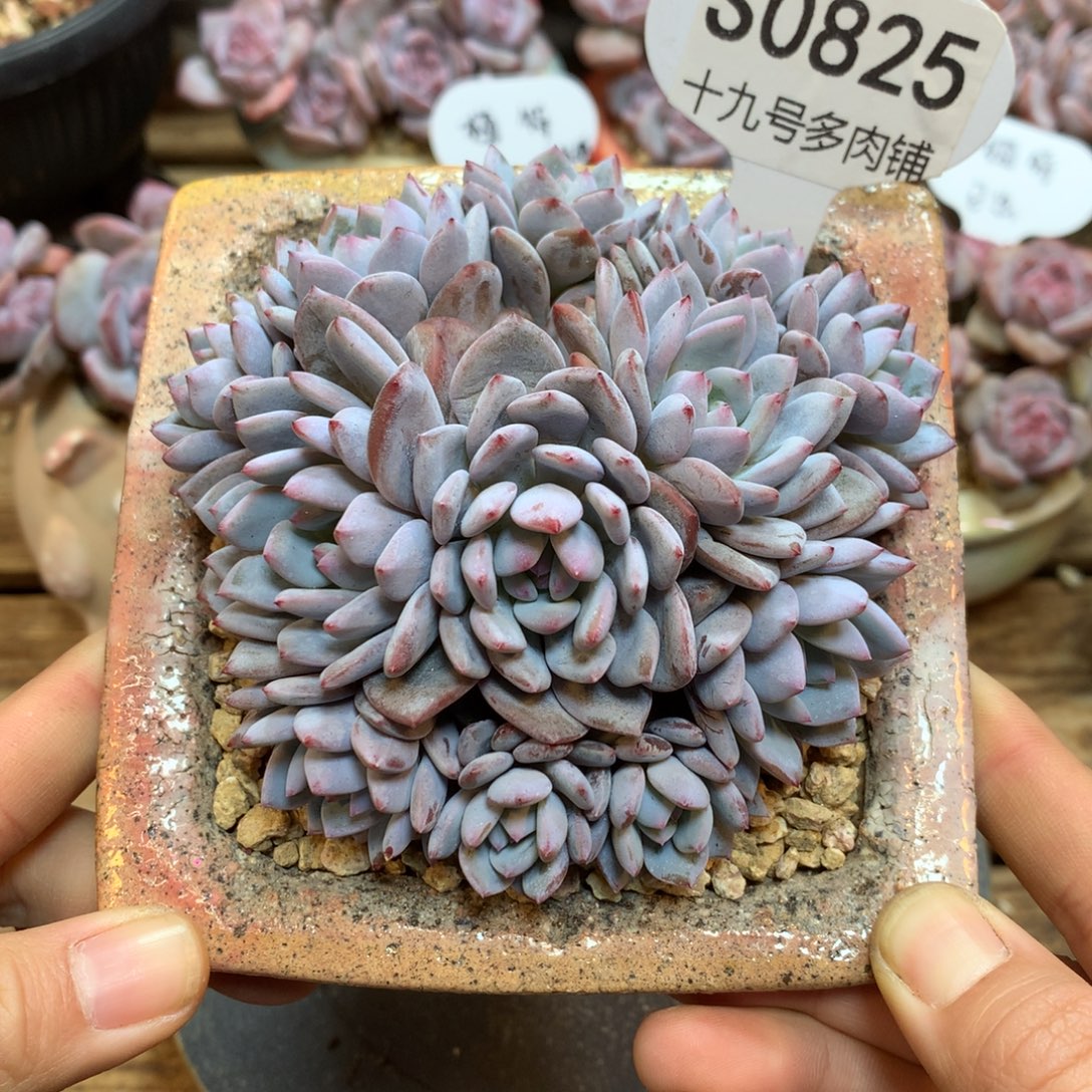 S0825 星星橙 绿菜福利