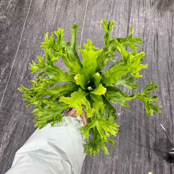 鹿角鸟巢蕨好养耐寒植物耐阴室内桌面绿植栽净化空气除甲醛超划算