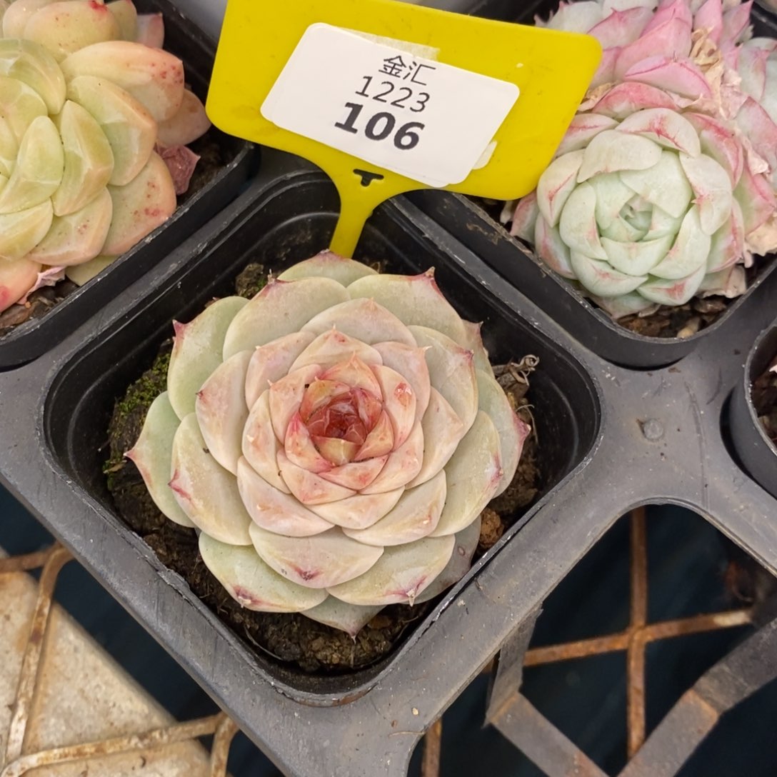 福利多多。1223106