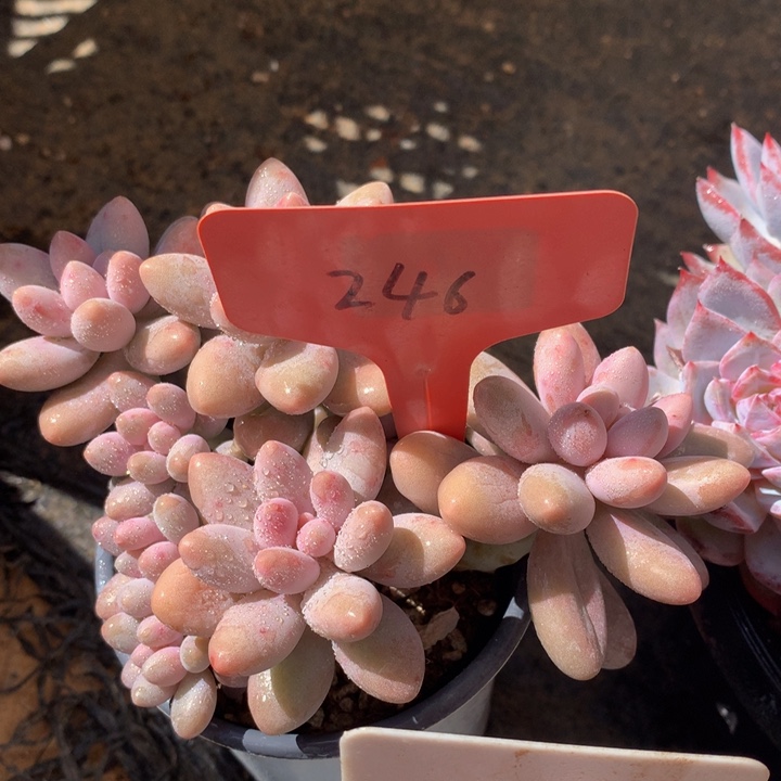 跌破租黑五72727277272