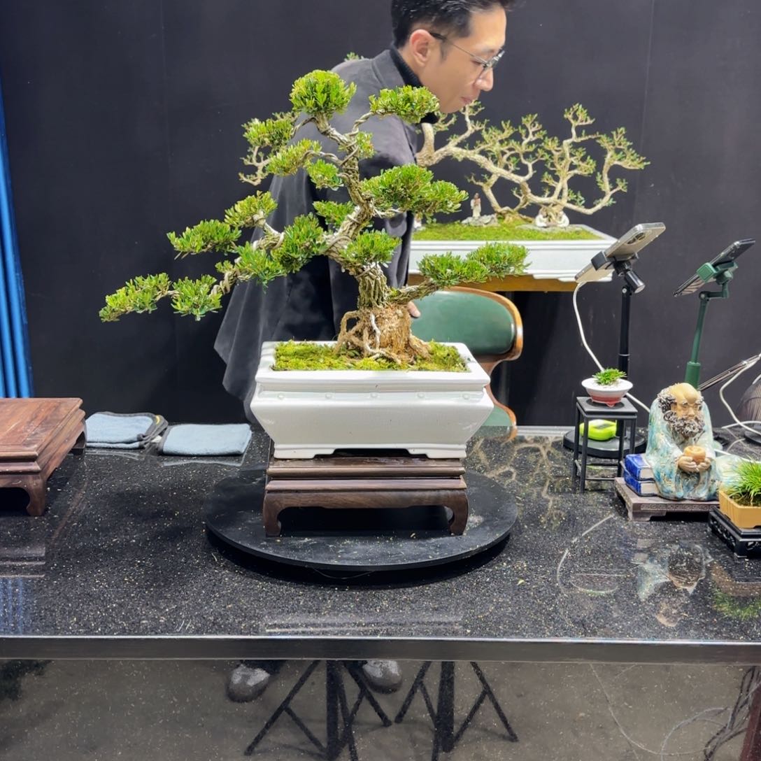 黄杨室内室外盆景艺术