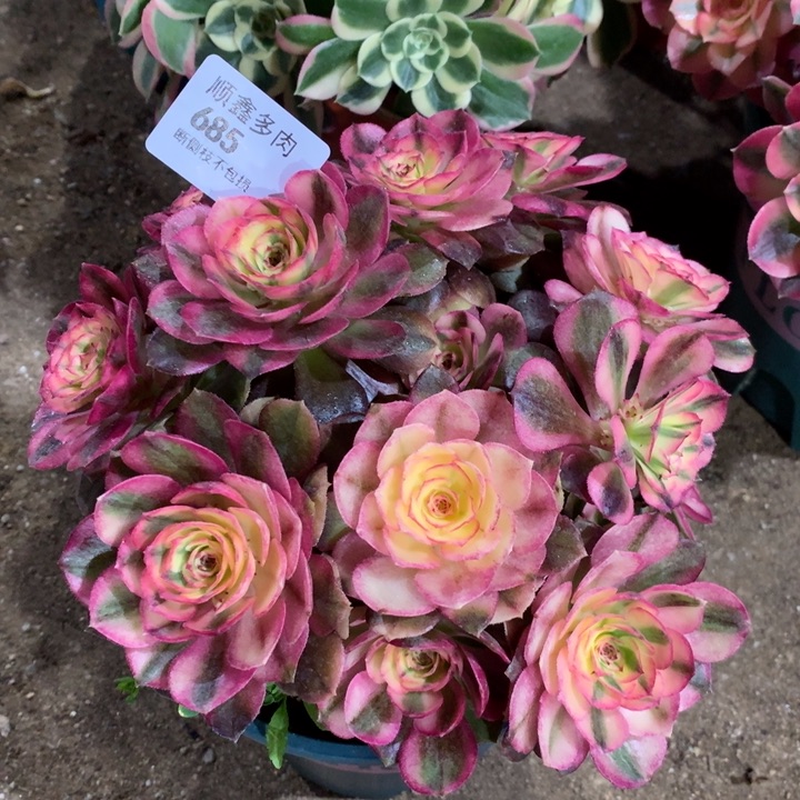 685荔枝多肉植物