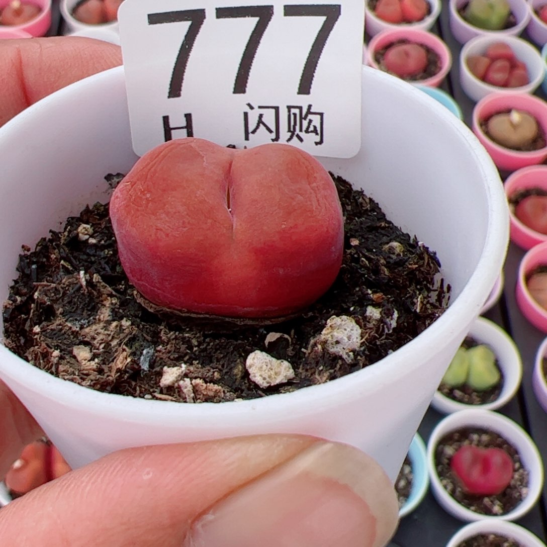 无花朵倪*我很喜欢这个H777