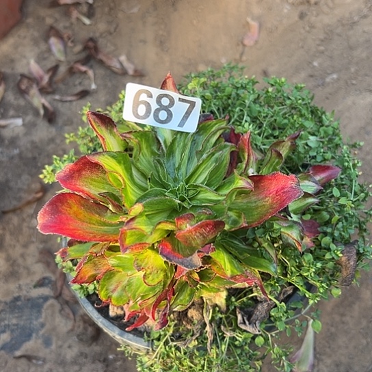 安***米多肉植物一个七彩687