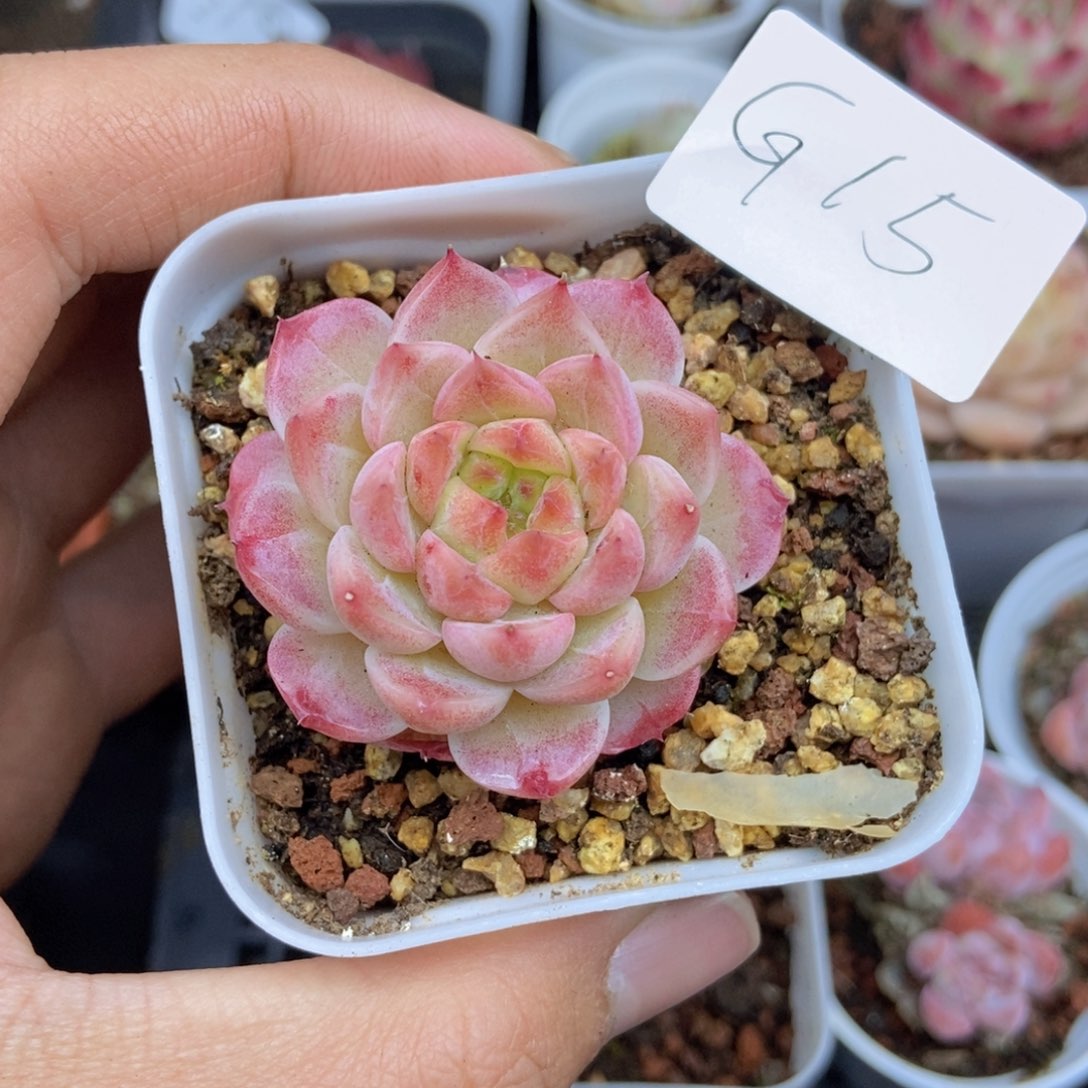 春泥家框拍链接G15