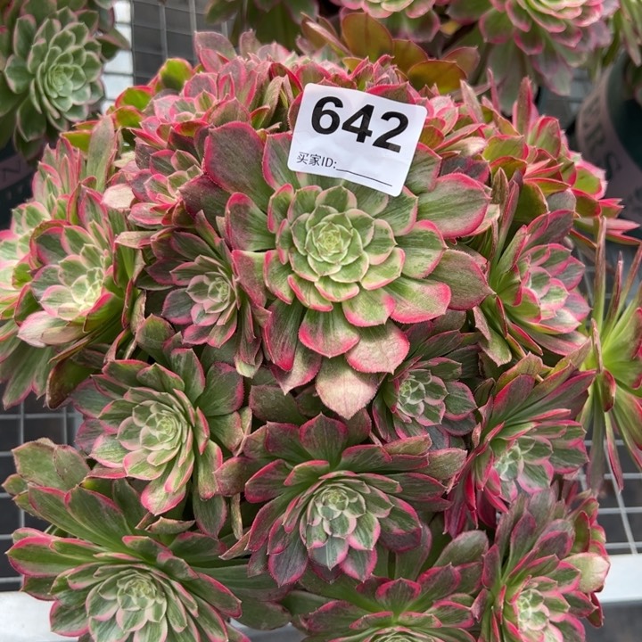 642莲花30厘米左右