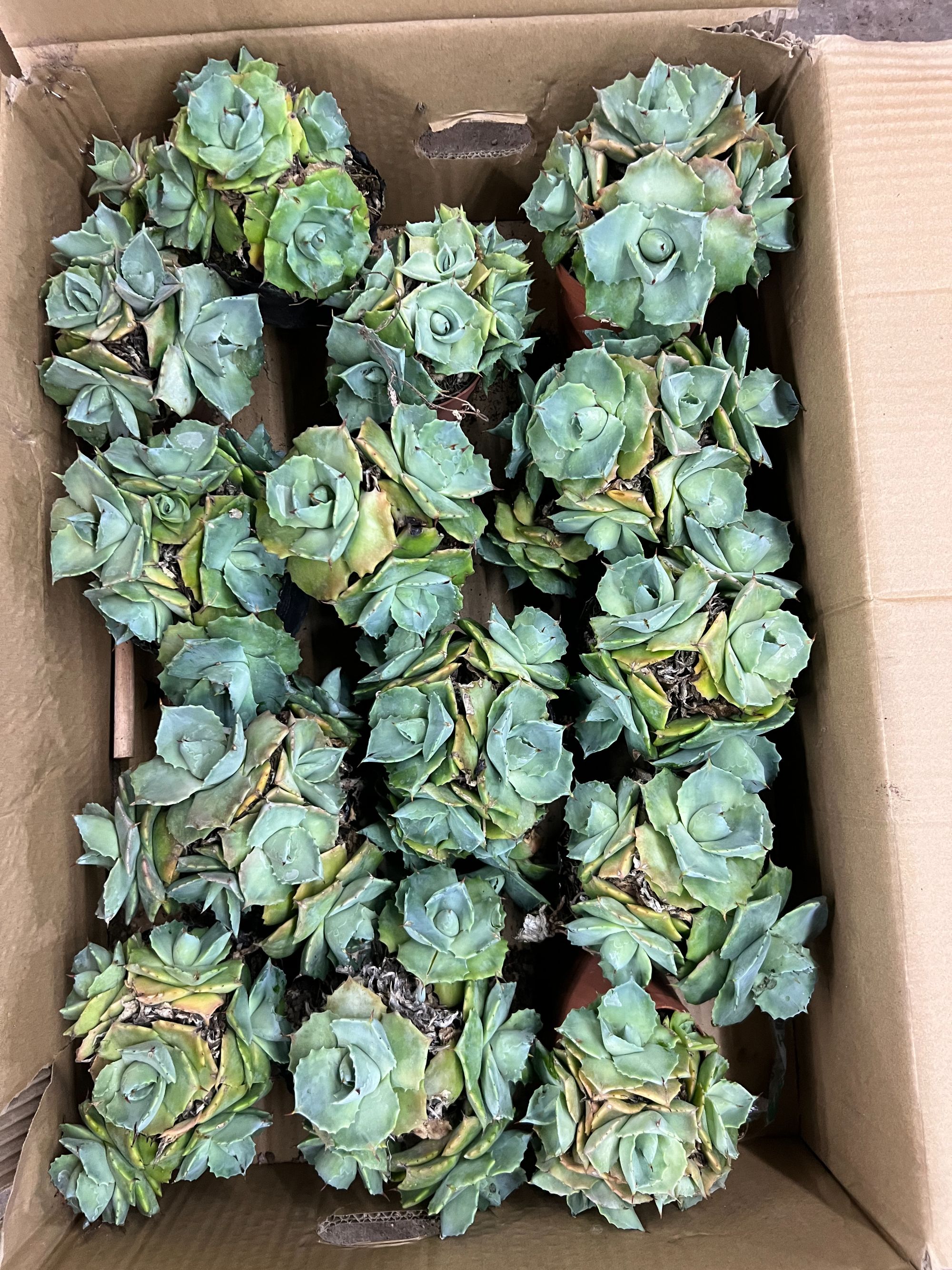 二妹园艺【 3棵 王妃雷神龙舌兰 】脱土随机发货