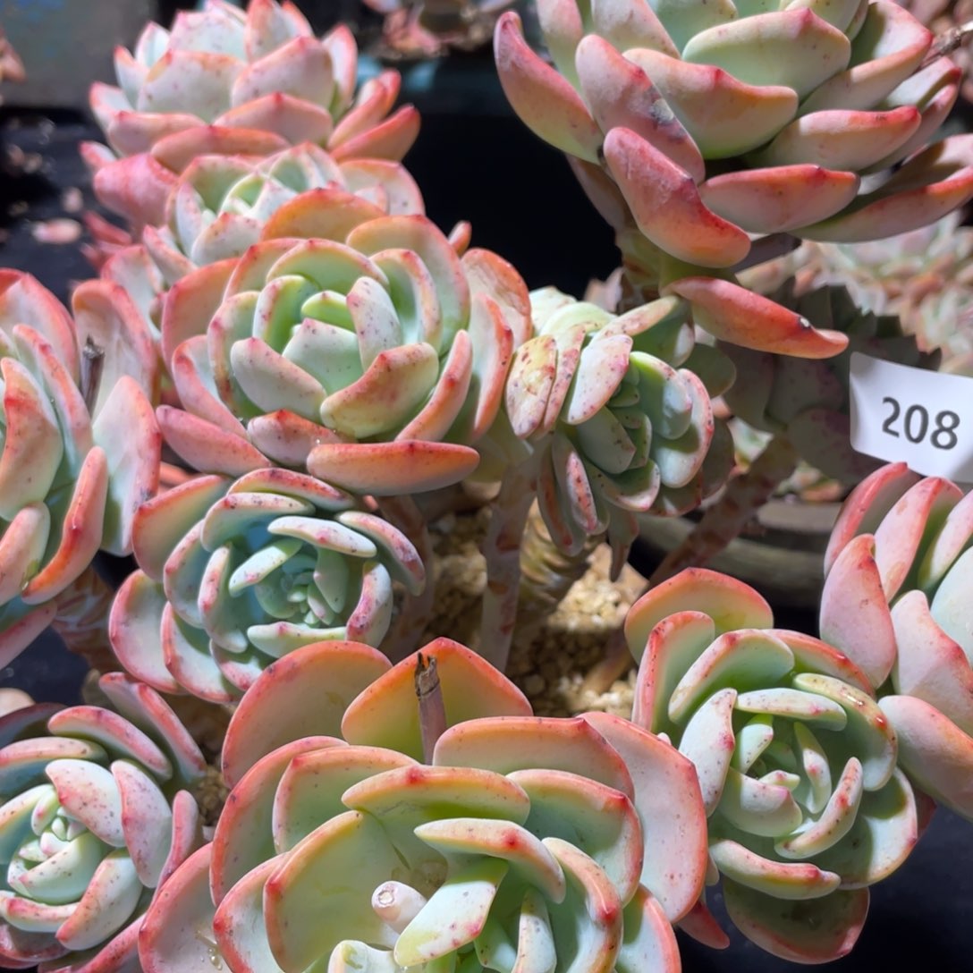 208白月光群生多肉植物老桩