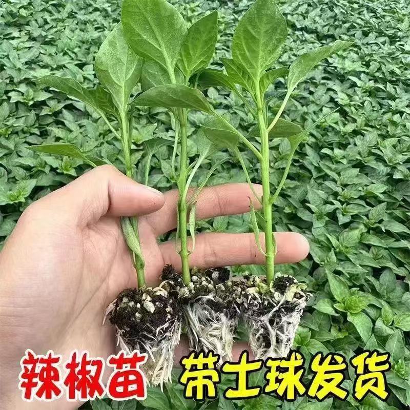 【基地直销】耐寒四季辣椒苗蔬菜秧苗辣椒树家庭阳台庭院新手种植苗