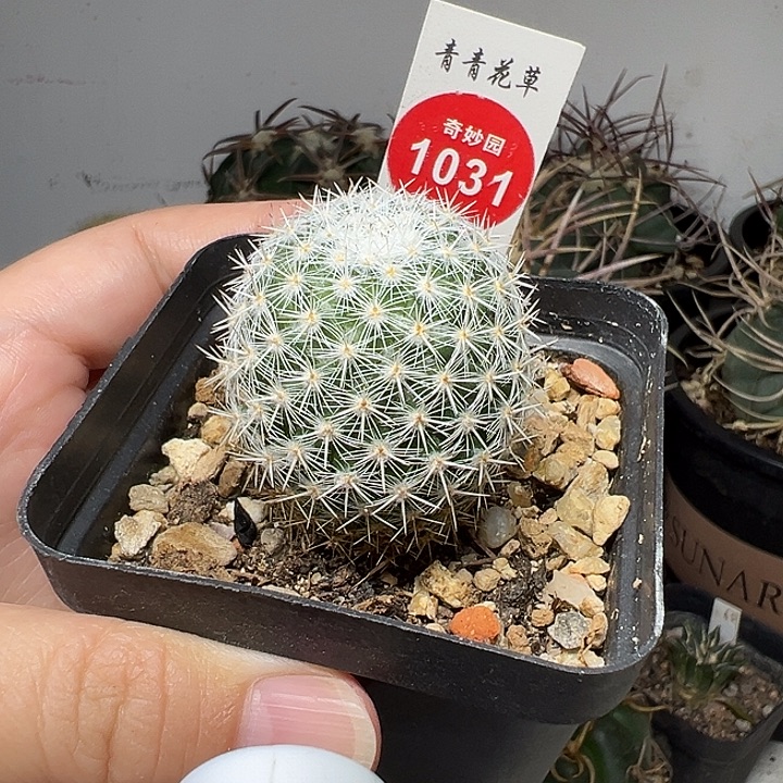 实生敷岛3.5cm一棵仙人球
