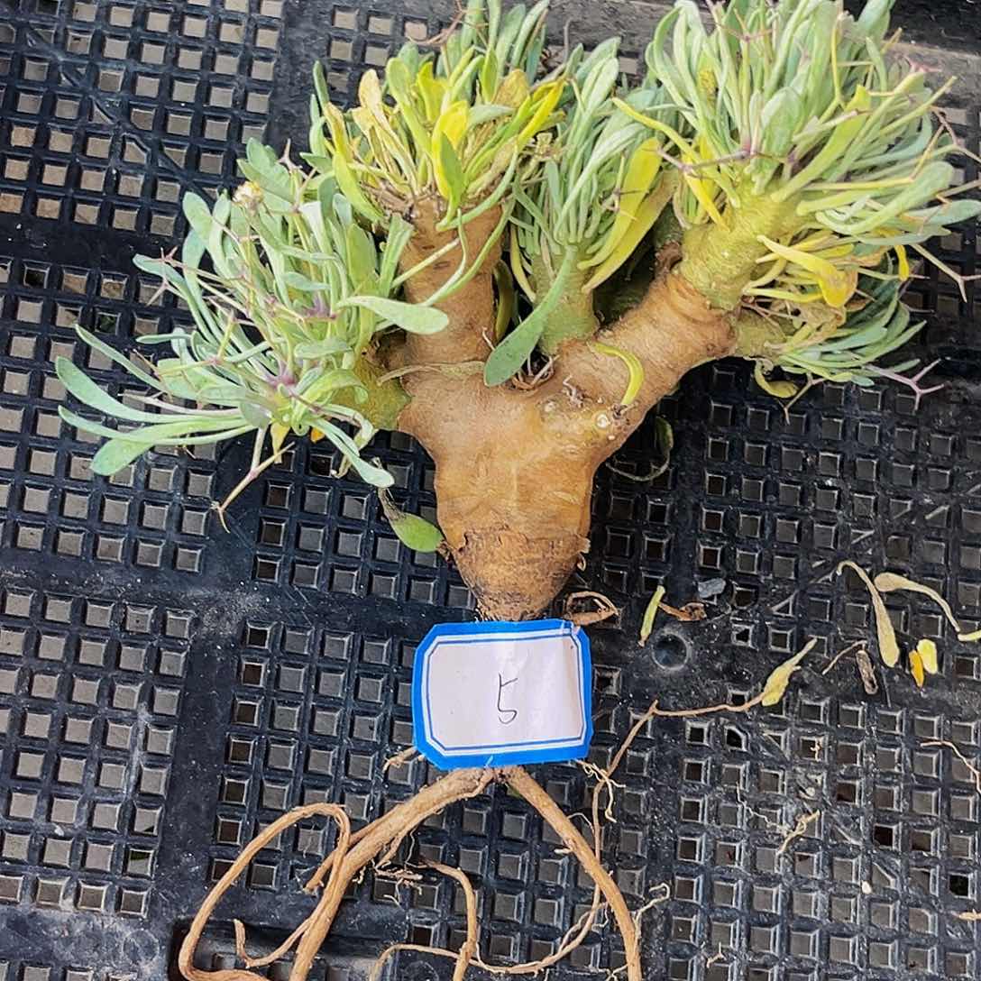 潮流植物黑鬼殿5号漏