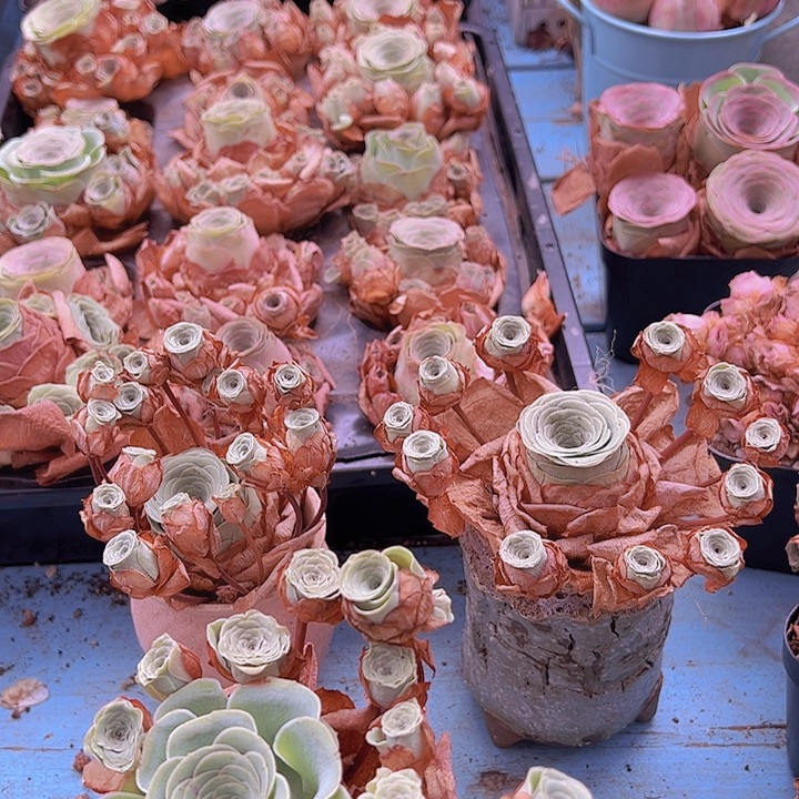 飘枝水蜜桃  玫瑰一颗