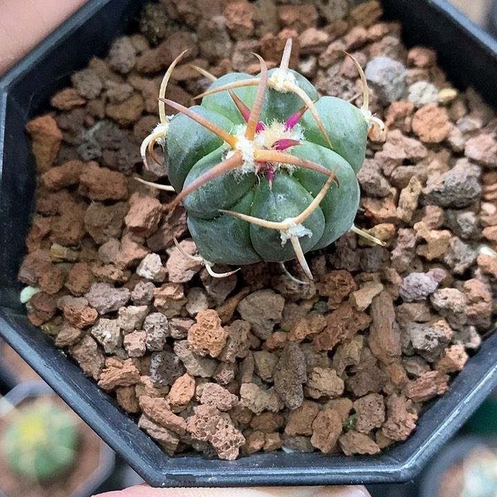 孤品实生优选粗刺白刺翠平丸2.5cm仙人球