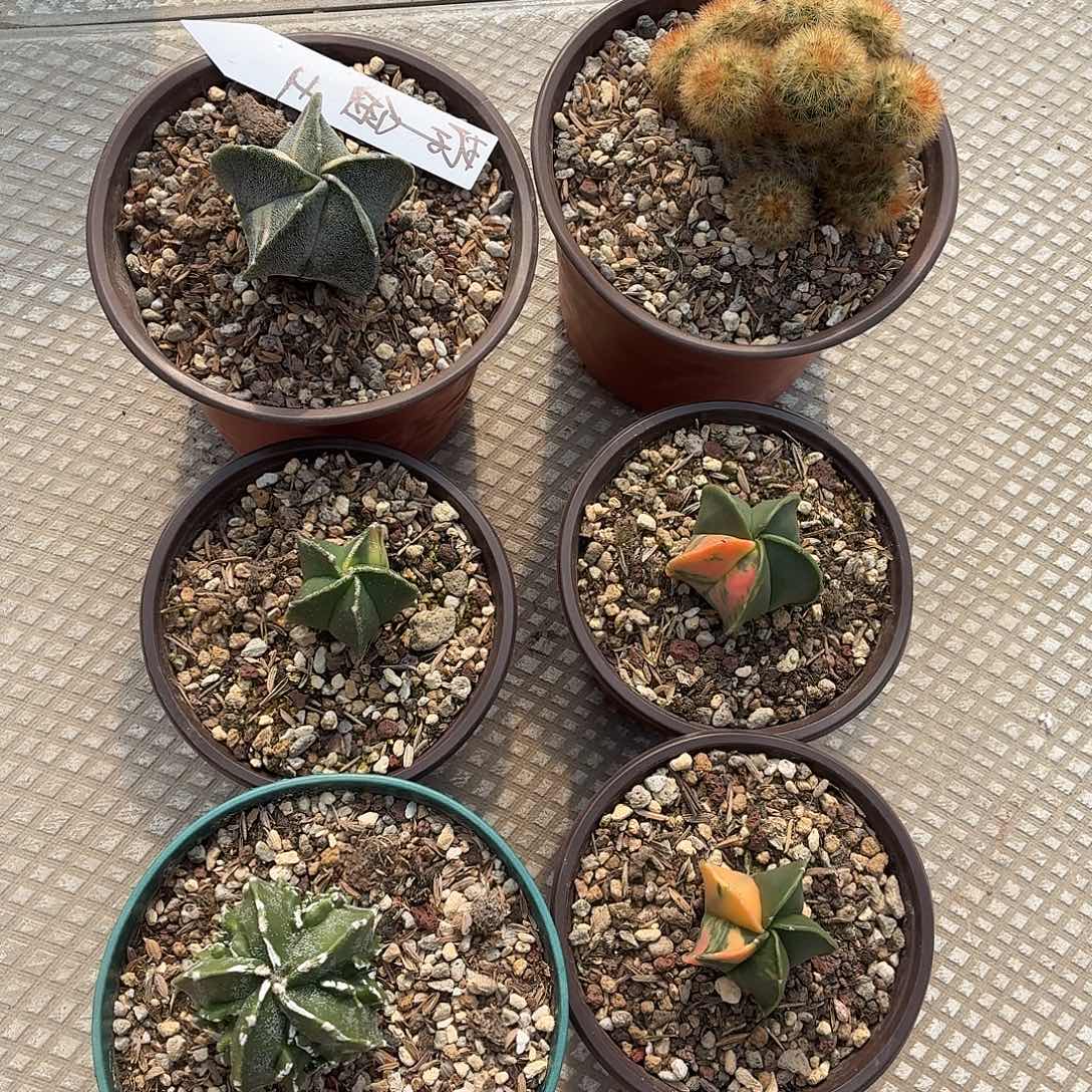 A***C无花朵花友专拍！！！！！！
