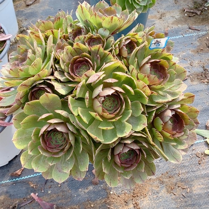 324万拉丝多肉法师