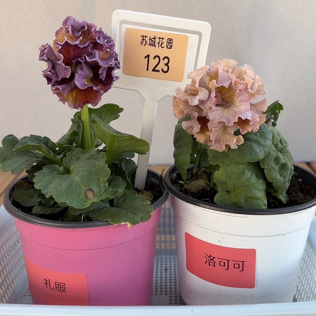 大部分开放少量花苞123