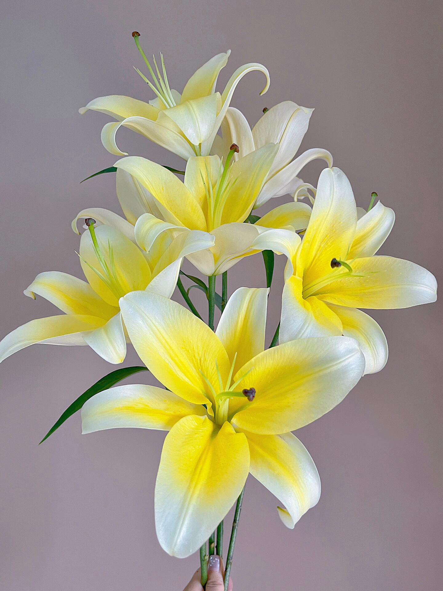 黄金甲香水百合单瓣百合有香味水培鲜花