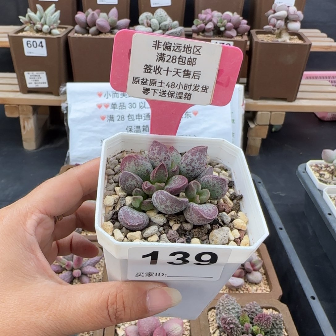 139艾薇多肉的植物