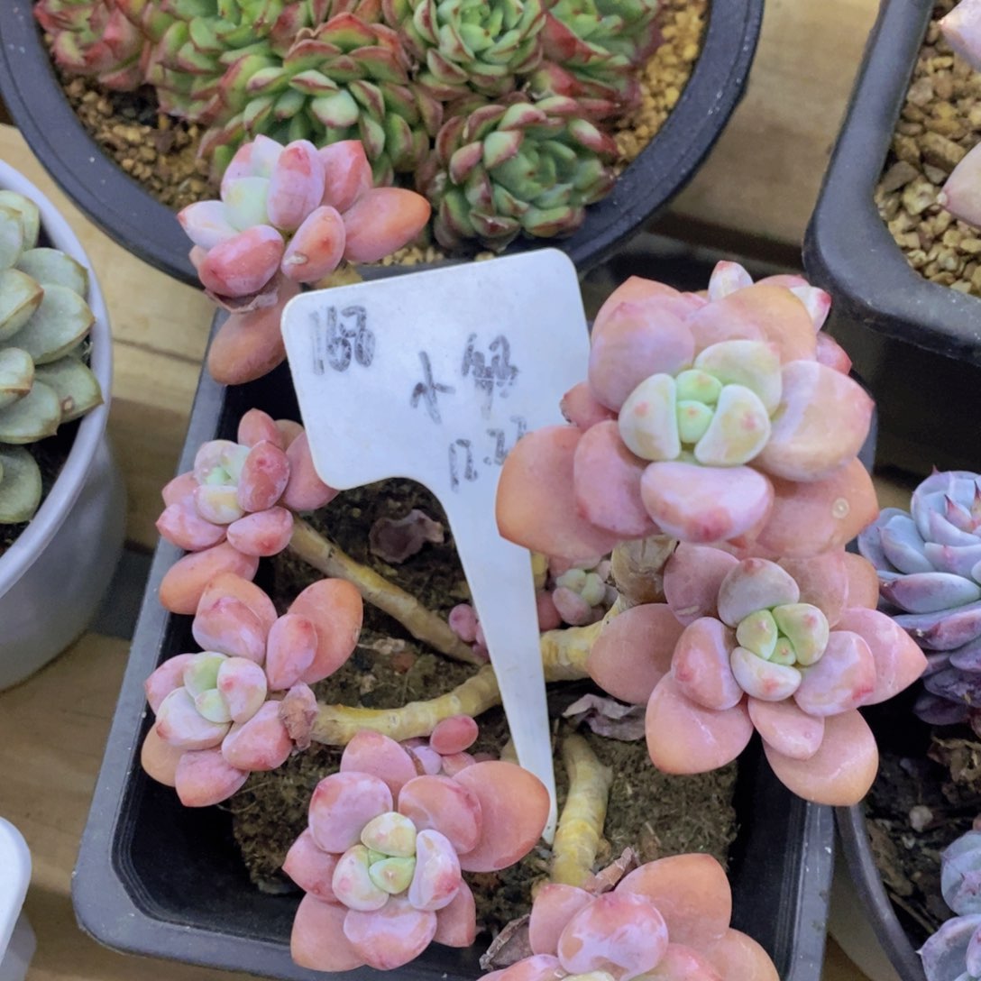 开心多肉，首播2欢迎