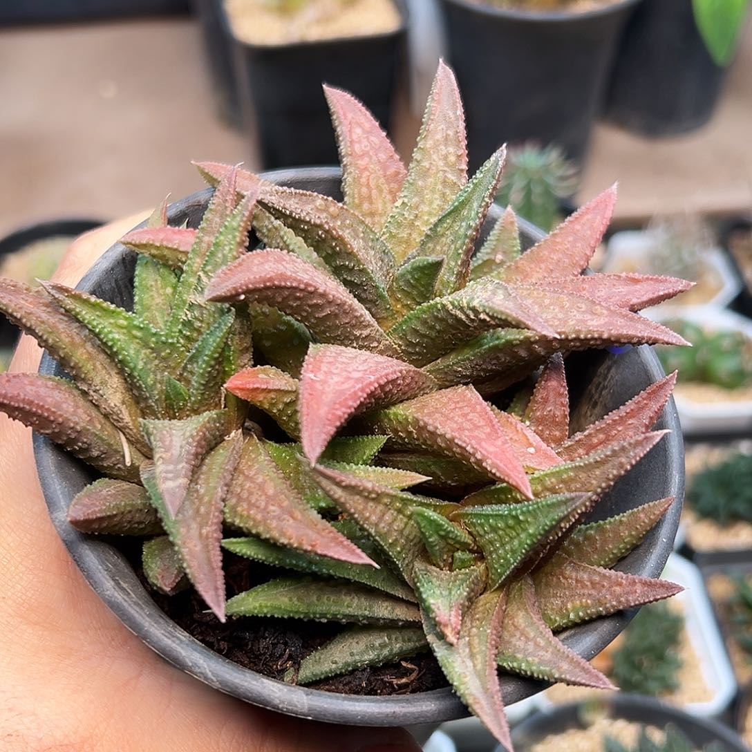 鬼瓦硬叶十二卷一颗