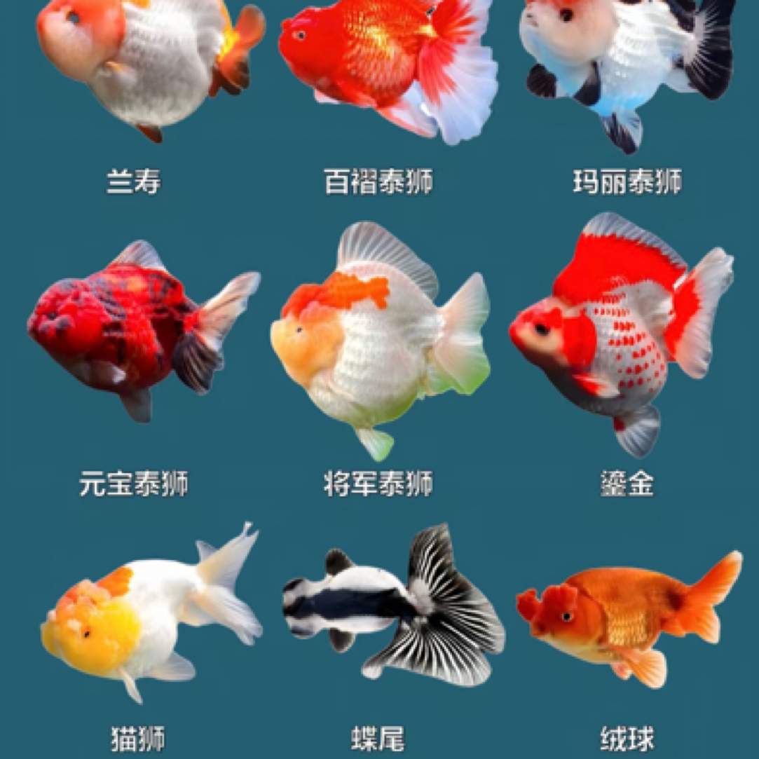 大金鱼8-10公分 5条 国狮猫狮鎏金鸿运当头包邮不支持指定
