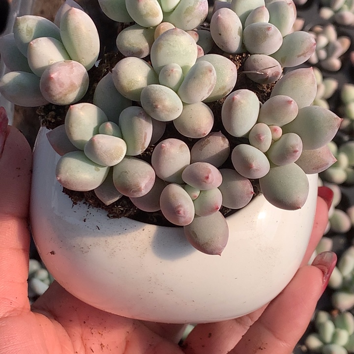 香水奶 10颗  （满9.99包邮不满9.99发叶子）