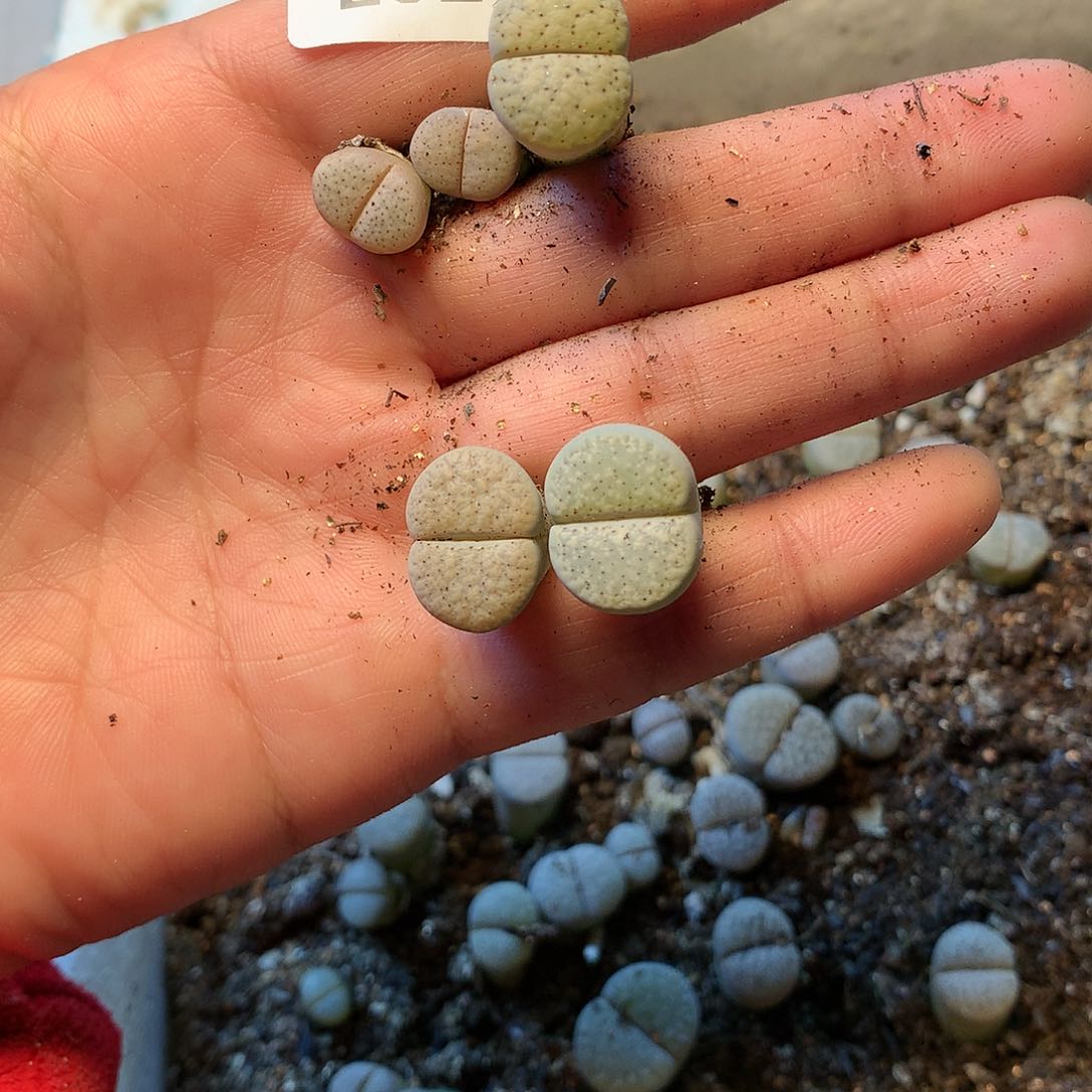 独****E320多肉植物保护研究所