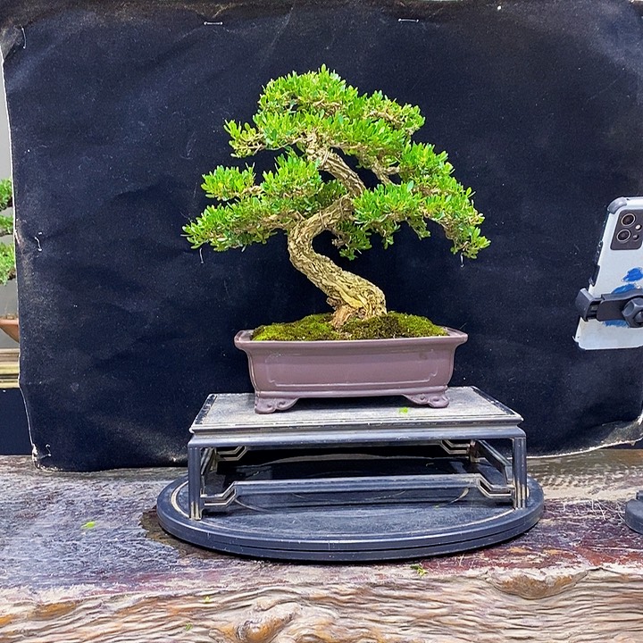 无花朵黄杨盆景四季常青