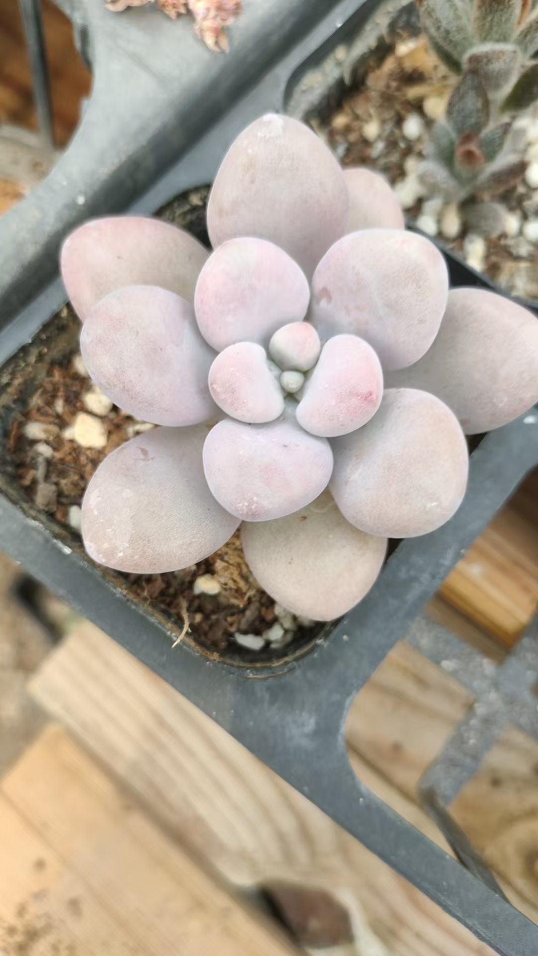 桃蛋 多肉植物 单 双 1棵。满12.8包邮