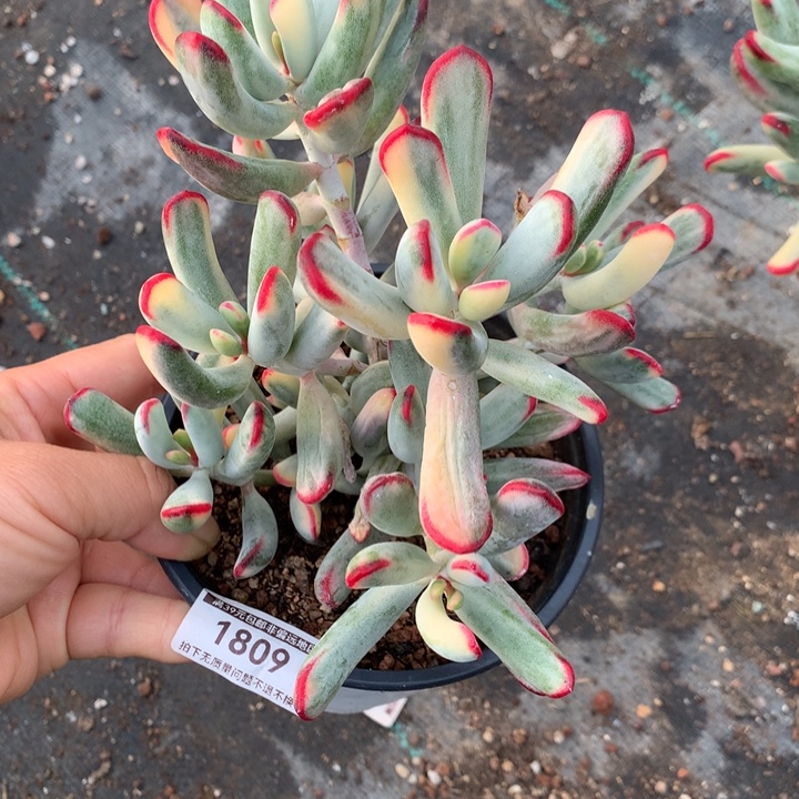 无花朵棒叶福娘锦1809