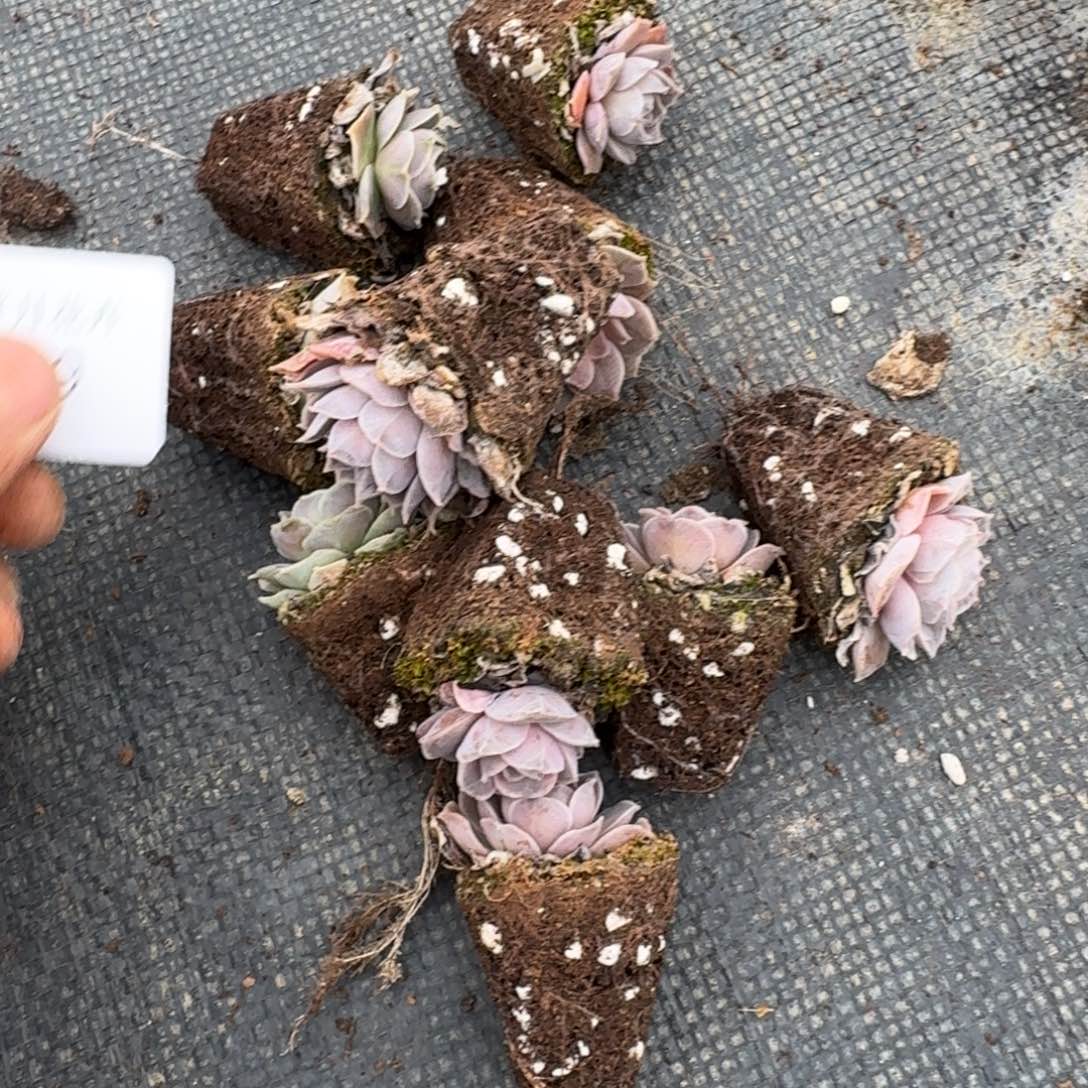 黑夜莲一颗量拍8-19左四左五（小的）