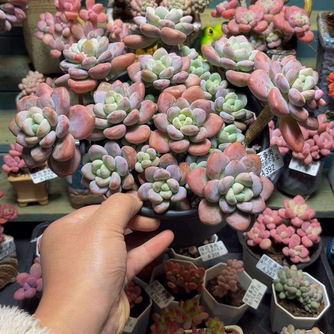 392樱花洛神24厘米多肉