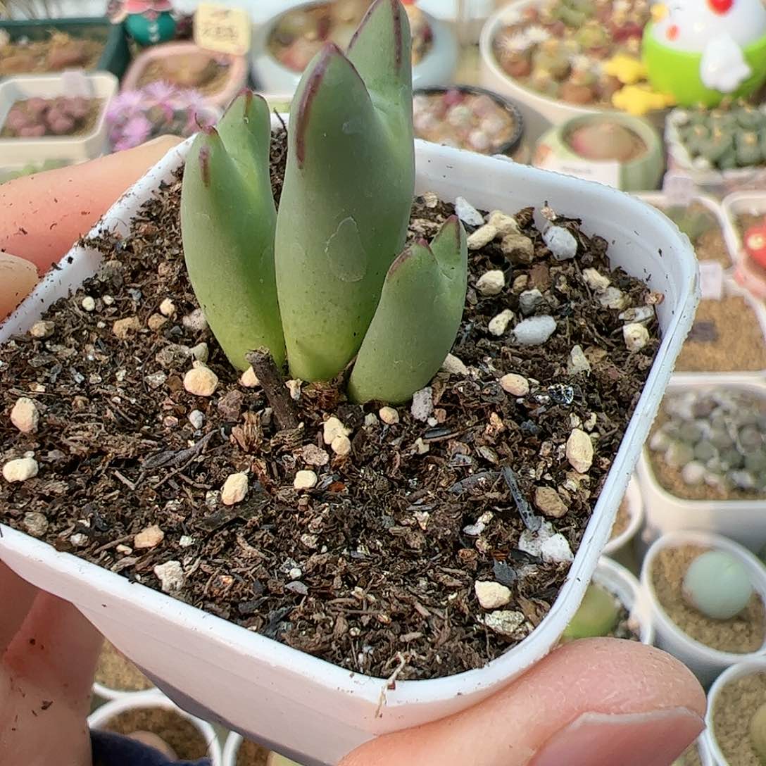 【闪购商品】130 皮卡丘