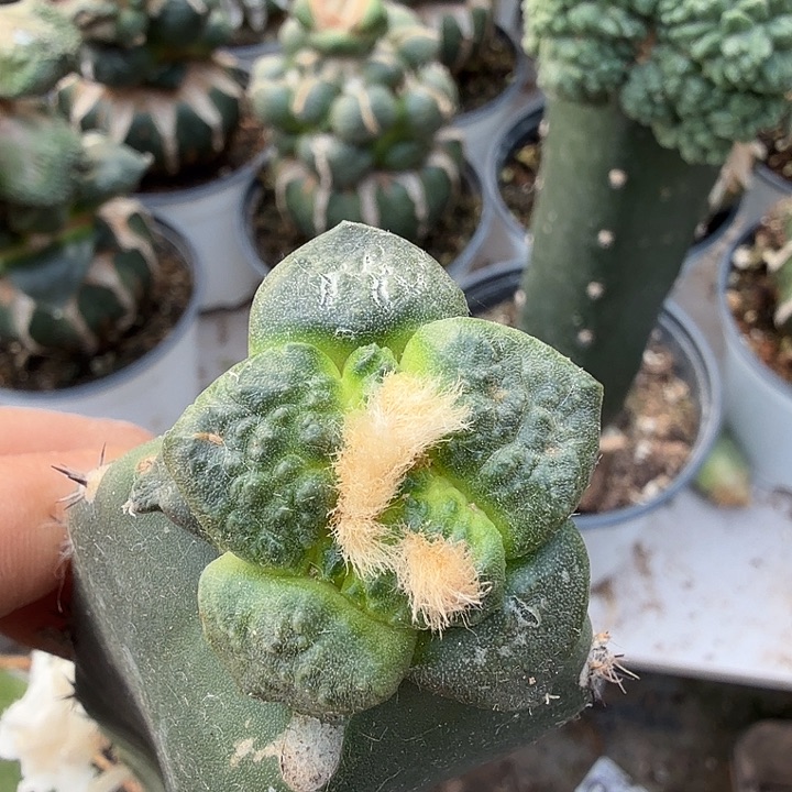 无花朵414连山牡丹