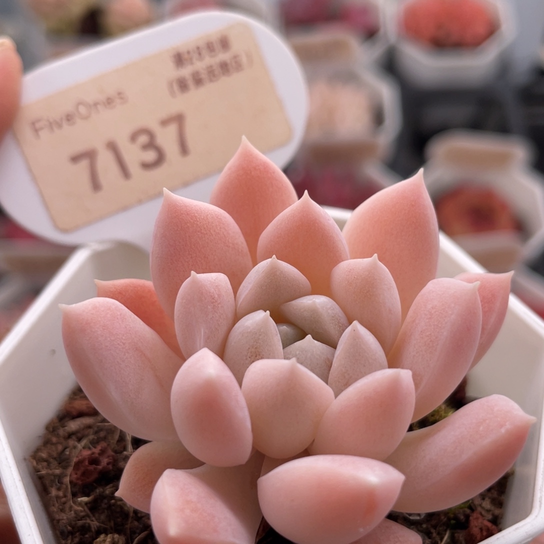 白雪7137-5.0厘米