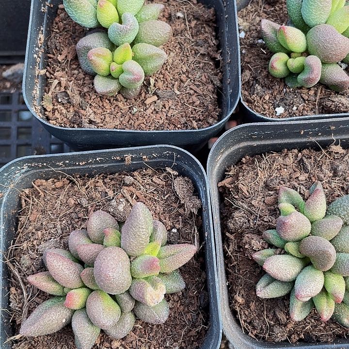 小红嘴水泡5.8带盆