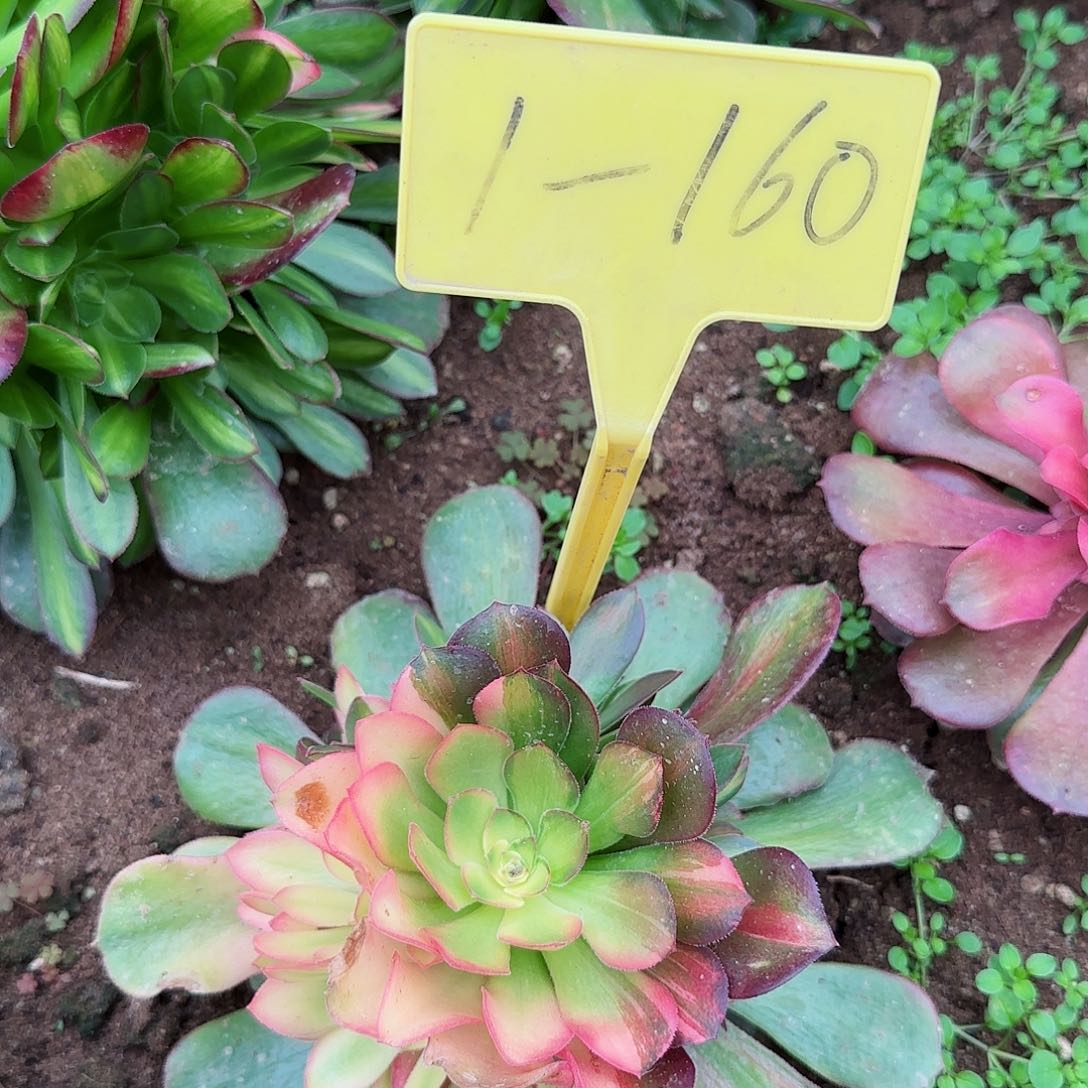 1-160--多头多肉植物