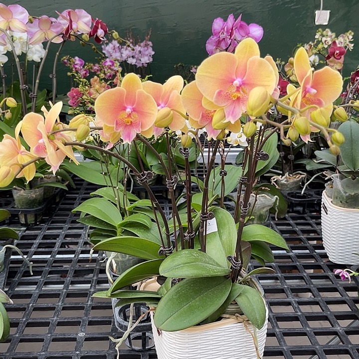 大部分花苞少量开放组盆092