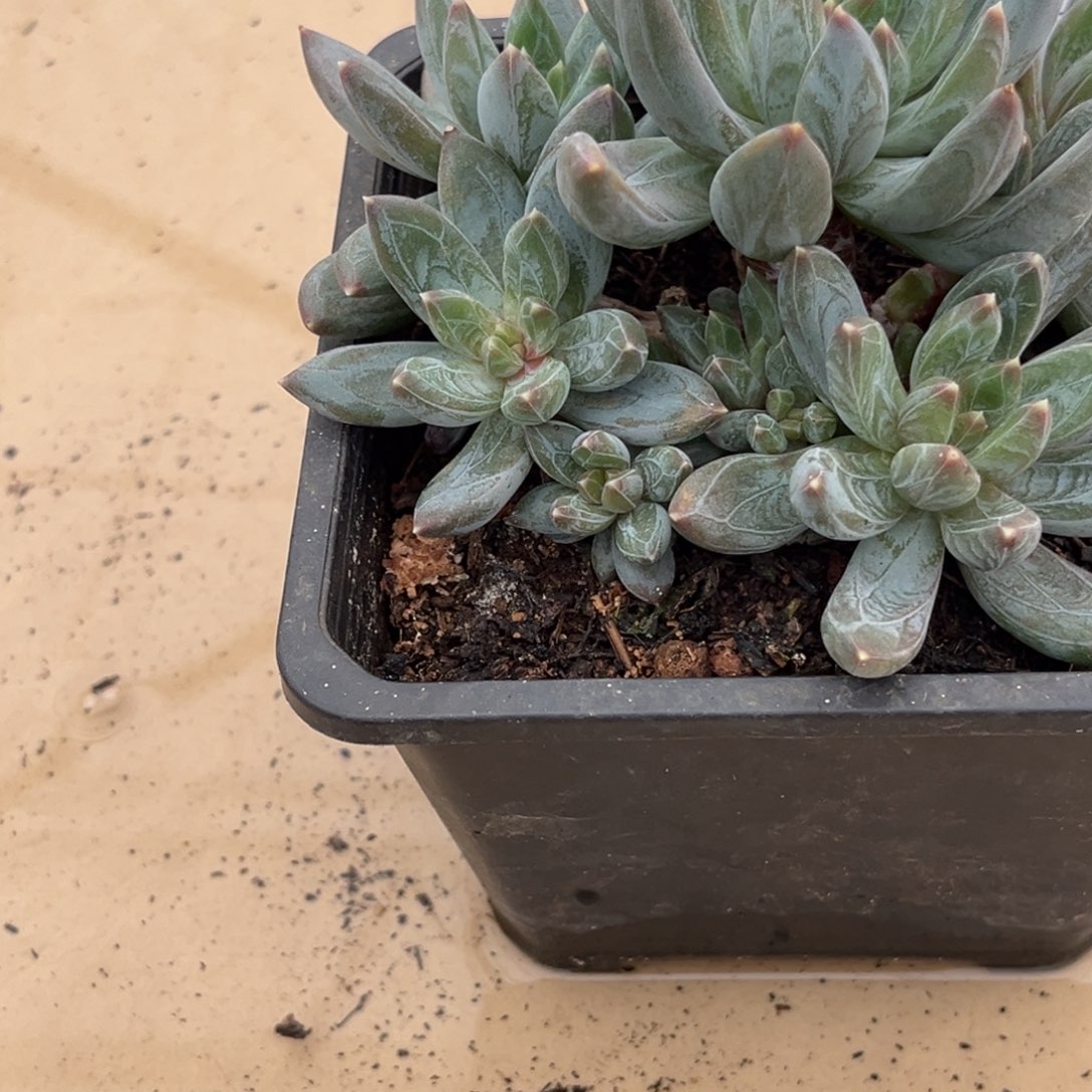 左***死美人系多肉植物567