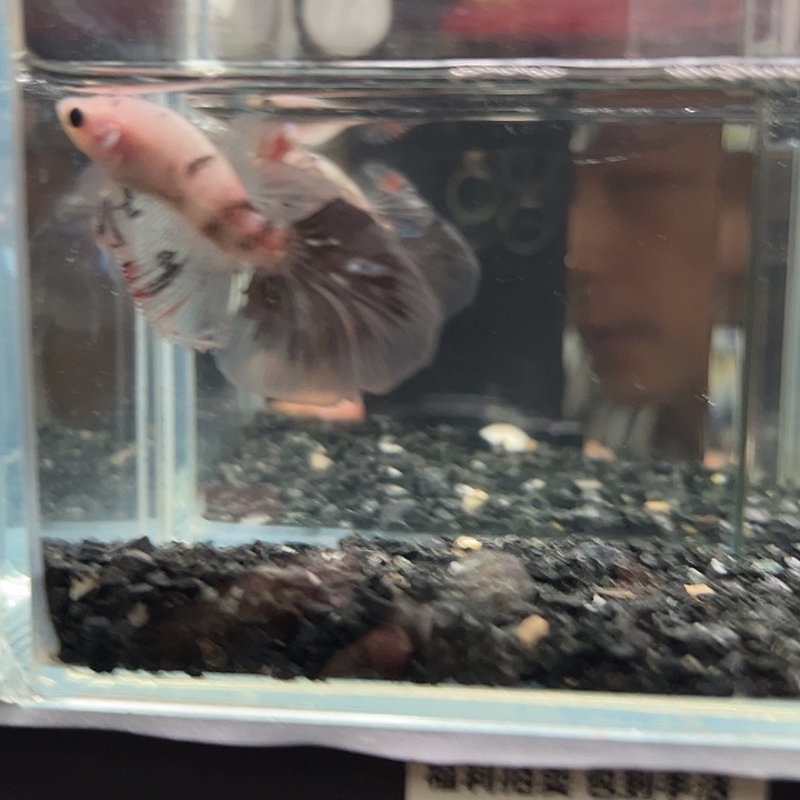 斗鱼跑单拉黑11日74