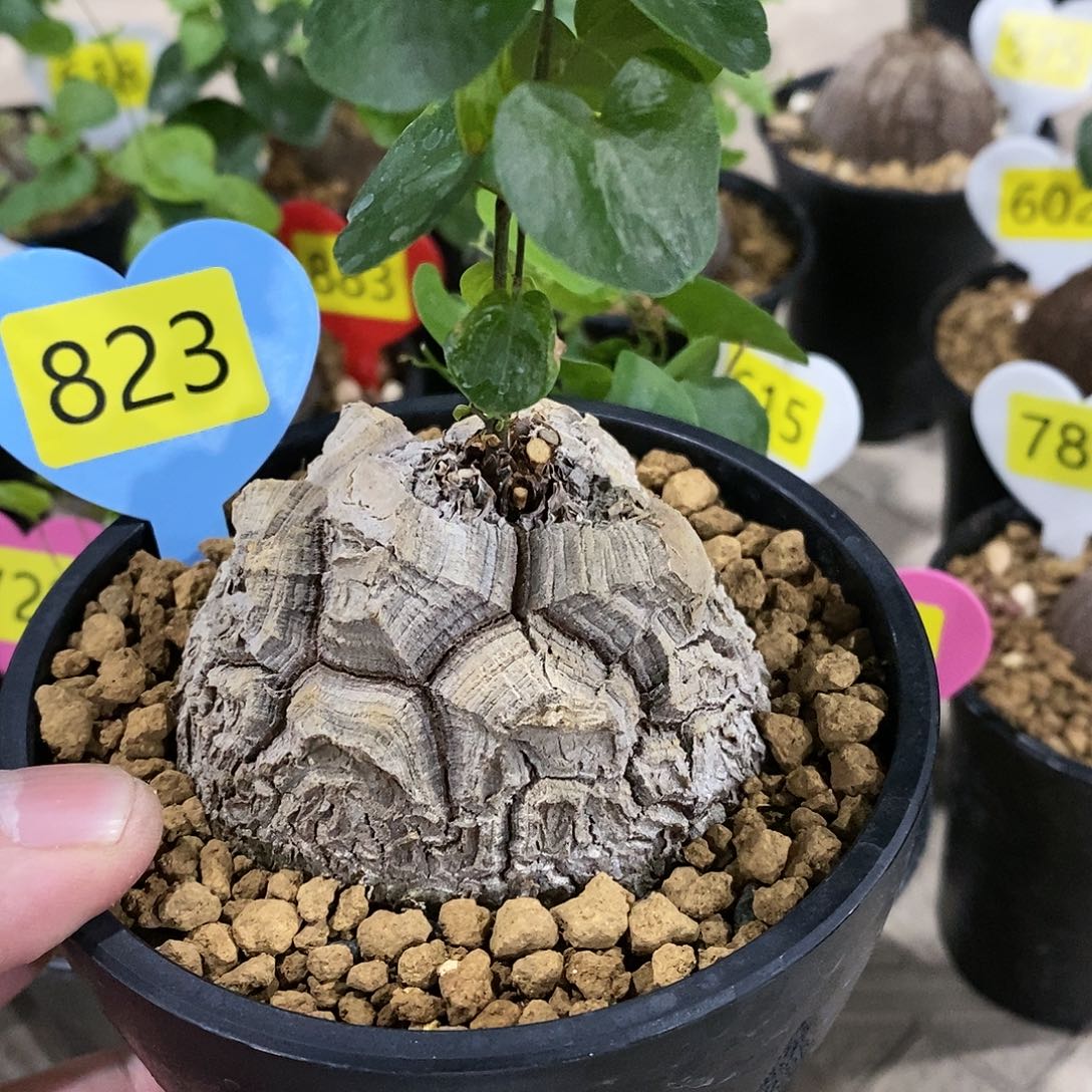 南非龟甲龙龟甲龙