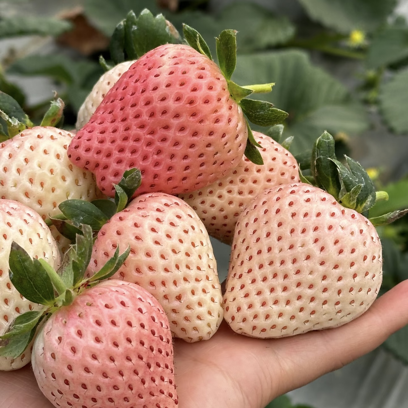 【梦之莹】盆栽趣味家居植物好看好养四季开花