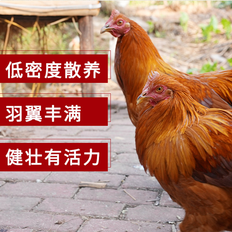 广西土阉鸡 5斤左右五谷杂粮喂养一年以上 肉质鲜美
