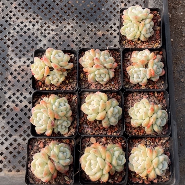 芷***冰玉多肉七方盆一组两天三头混搭