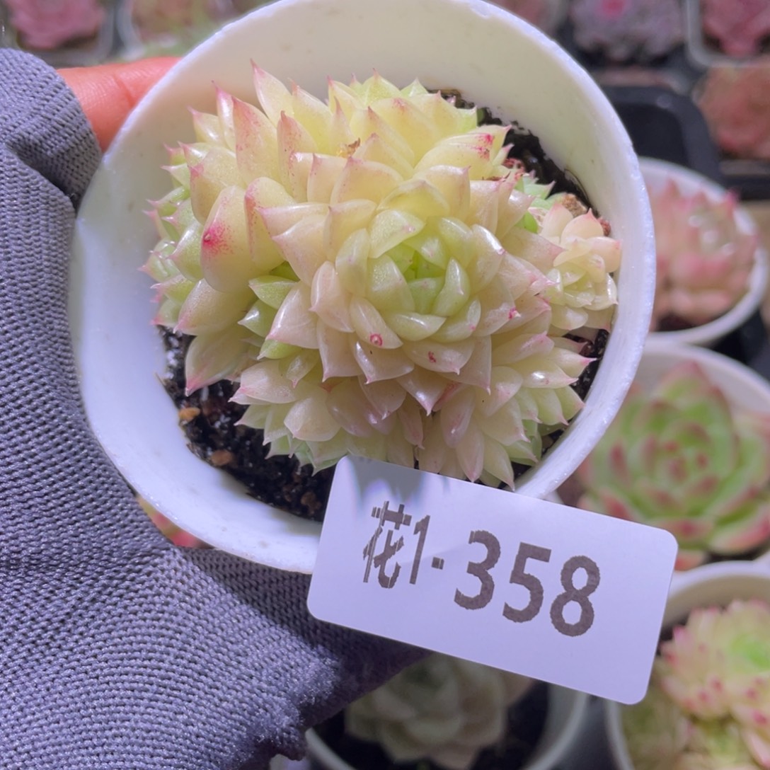 花利美1-358麦秆群