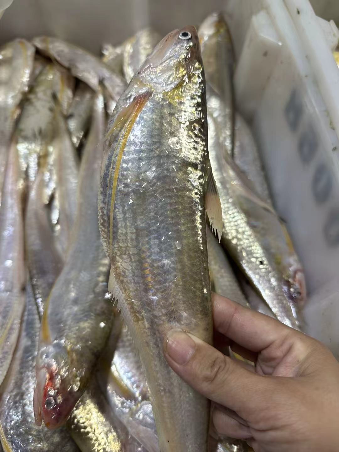 冰鲜 石浦海鲜 网捕海刀鱼 